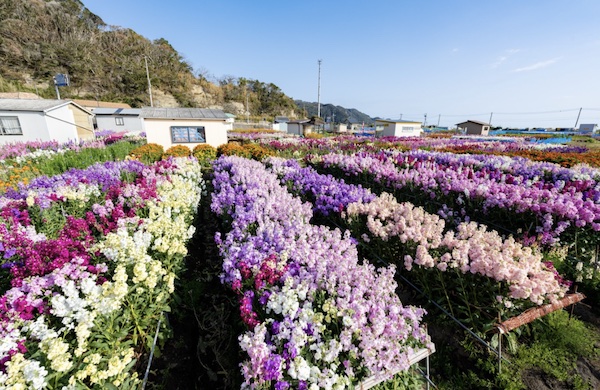 a variety of flowers
